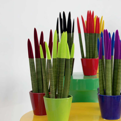 Sansevieria Cylindrisk Svärmorstunga - Sansevieria Cylindrica - Höjd 20-40Cm - ⌀9Cm