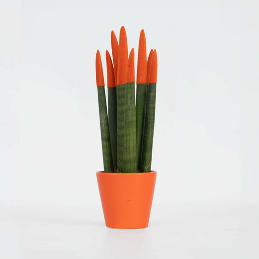 Sansevieria Cylindrisk Svärmorstunga - Sansevieria Cylindrica - Höjd 20-40Cm - ⌀9Cm