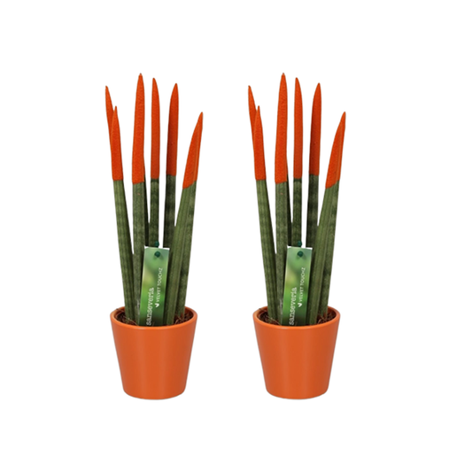 Florastore Cylindrisk Svärmorstunga - Set Om 2 - Sansevieria - Höjd 20-40Cm - ⌀9Cm