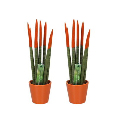 Out Of Category Houseplants Cylindrisk Svärmorstunga - Set Om 2 - Sansevieria - Höjd 20-40Cm - ⌀9Cm
