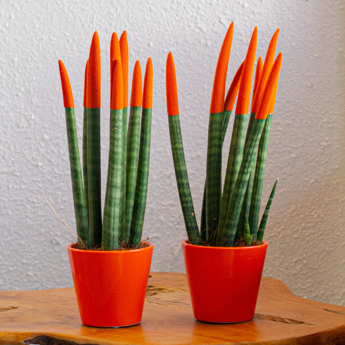 Out Of Category Houseplants Cylindrisk Svärmorstunga - Set Om 2 - Sansevieria - Höjd 20-40Cm - ⌀9Cm