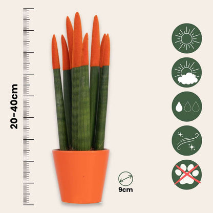 Out Of Category Houseplants Cylindrisk Svärmorstunga - Set Om 2 - Sansevieria - Höjd 20-40Cm - ⌀9Cm