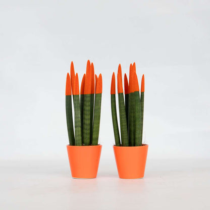 Out Of Category Houseplants Cylindrisk Svärmorstunga - Set Om 2 - Sansevieria - Höjd 20-40Cm - ⌀9Cm