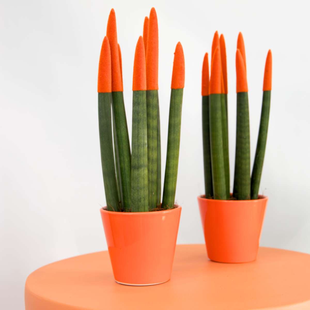 Out Of Category Houseplants Cylindrisk Svärmorstunga - Set Om 2 - Sansevieria - Höjd 20-40Cm - ⌀9Cm