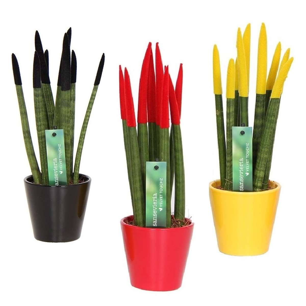 Florastore Cylindrisk Svärmorstunga - Set Om 3 - Sansevieria Cylin. - Höjd 20-40Cm - ⌀9Cm