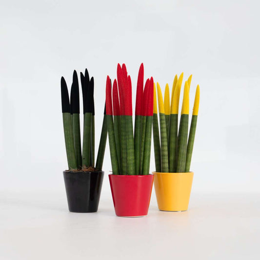 Sansevieria Cylindrisk Svärmorstunga - Set Om 3 - Sansevieria Cylin. - Höjd 20-40Cm - ⌀9Cm