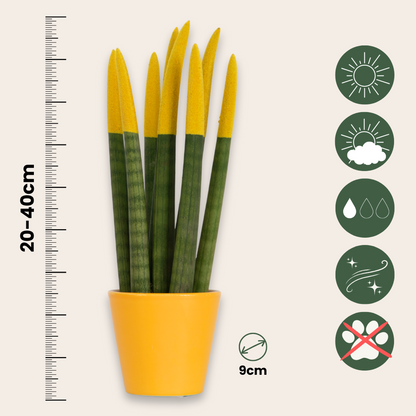 Sansevieria Cylindrisk Svärmorstunga - Set Om 3 - Sansevieria Cylin. - Höjd 20-40Cm - ⌀9Cm