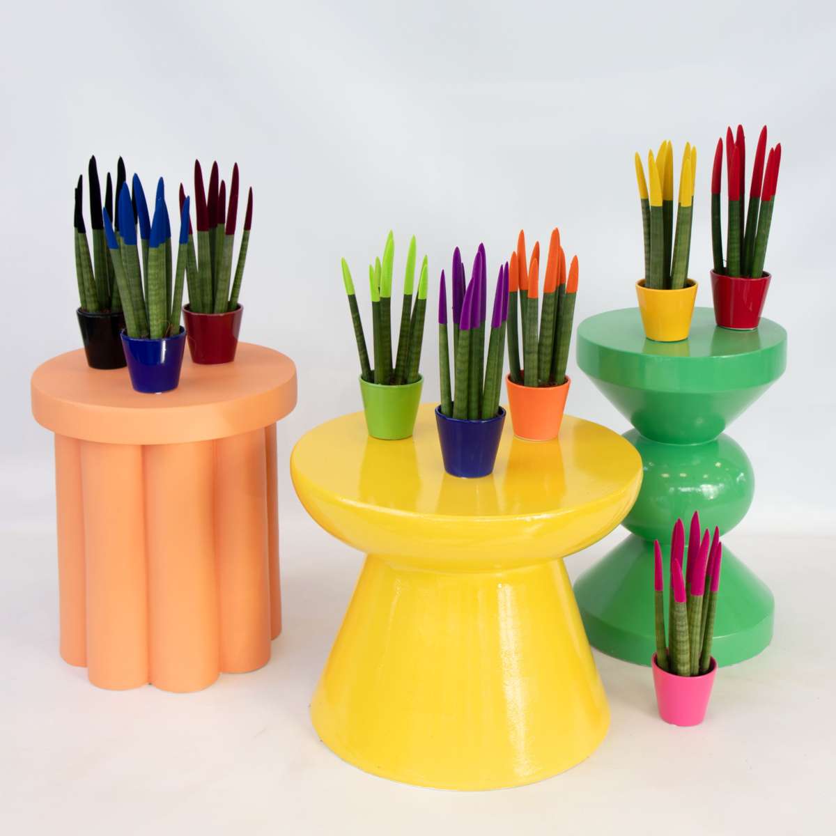 Sansevieria Cylindrisk Svärmorstunga - Set Om 3 - Sansevieria Cylin. - Höjd 20-40Cm - ⌀9Cm