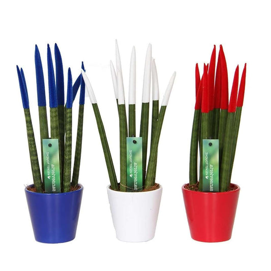 Florastore Cylindrisk Svärmorstunga - Set Om 3 - Sansevieria Cylin. - Höjd 20-40Cm - ⌀9Cm