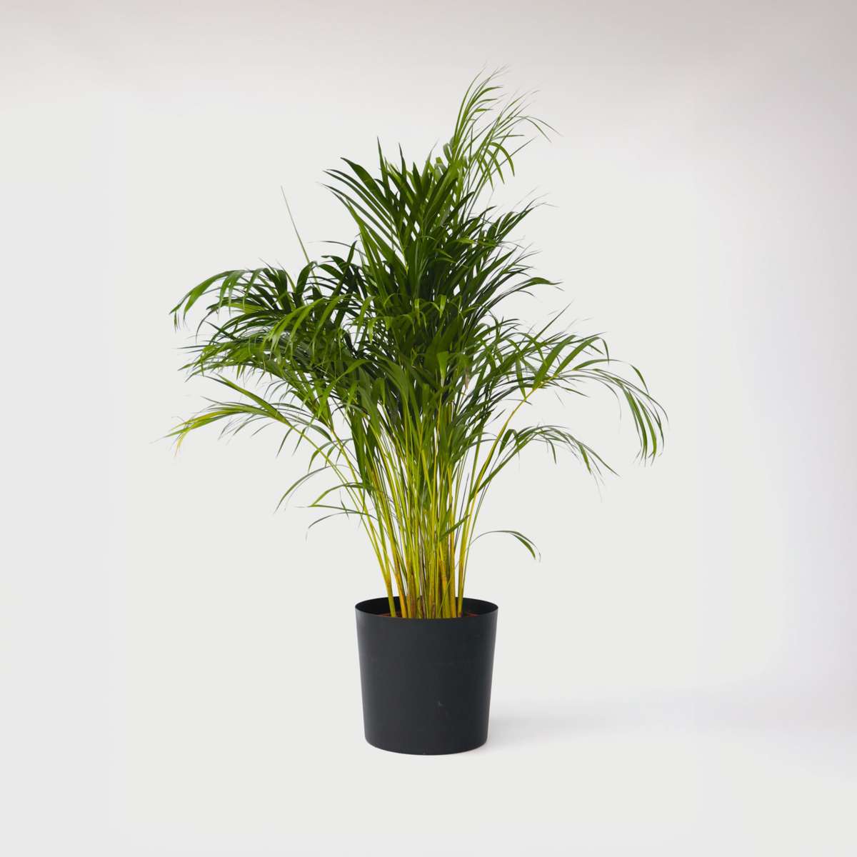 Florastore Guldpalm - Dypsis Lutescens - Höjd 140-150Cm - ⌀27Cm