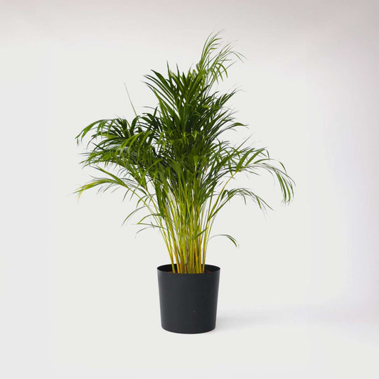 Indoor Palms Guldpalm - Dypsis Lutescens - Höjd 140-150Cm - ⌀27Cm