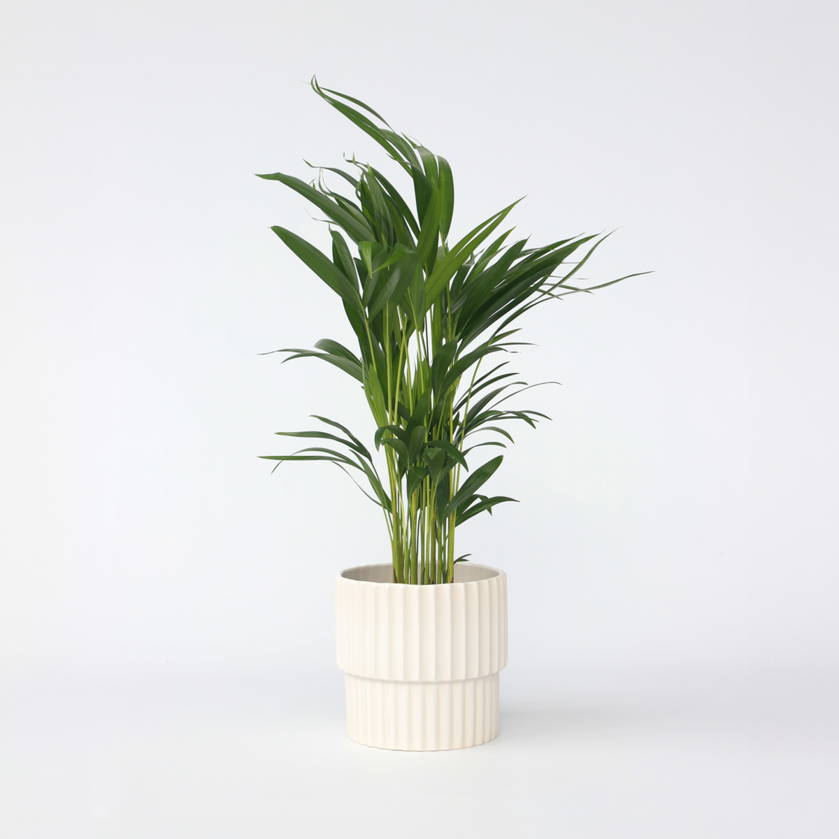 Florastore Guldpalm - Dypsis Lutescens - Höjd 60-70Cm - ⌀17Cm