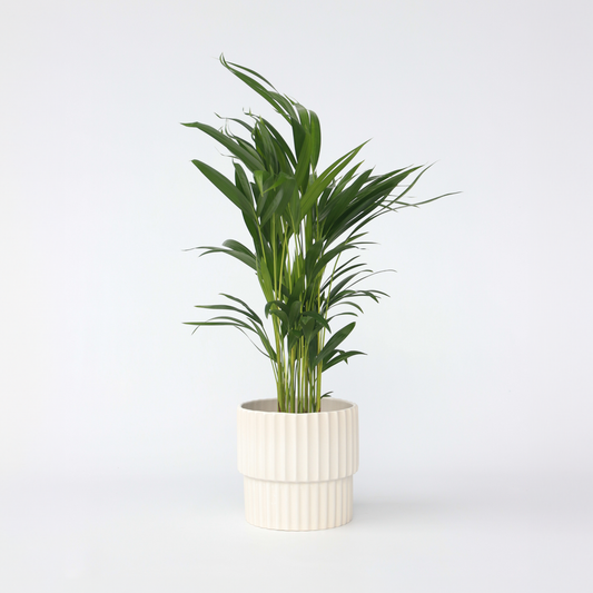 Indoor Palms Guldpalm - Dypsis Lutescens - Höjd 60-70Cm - ⌀17Cm