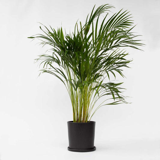 Florastore Guldpalm - Dypsis Lutescens - Höjd 100-120Cm - ⌀21Cm
