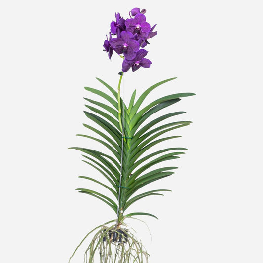 Vanda Orkidé - Vanda 'Velvet Blackberry' - Höjd 80-90Cm
