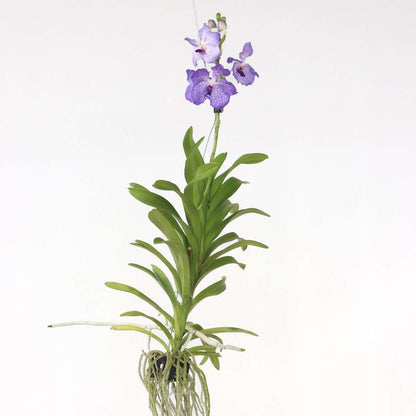 Vanda Orkidé - Vanda 'New Blue' - Höjd 55-65Cm