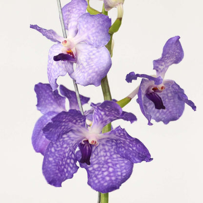Vanda Orkidé - Vanda 'New Blue' - Höjd 55-65Cm