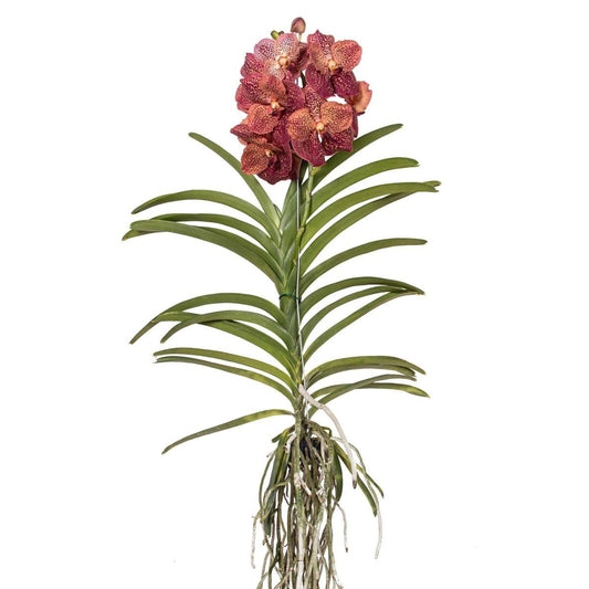 Florastore Vanda Orkidé - Vanda 'Leopard Coral' - Höjd 80-90Cm