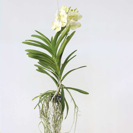 Florastore Vanda Orkidé - Vanda 'Tayanee White' - Höjd 45-55Cm