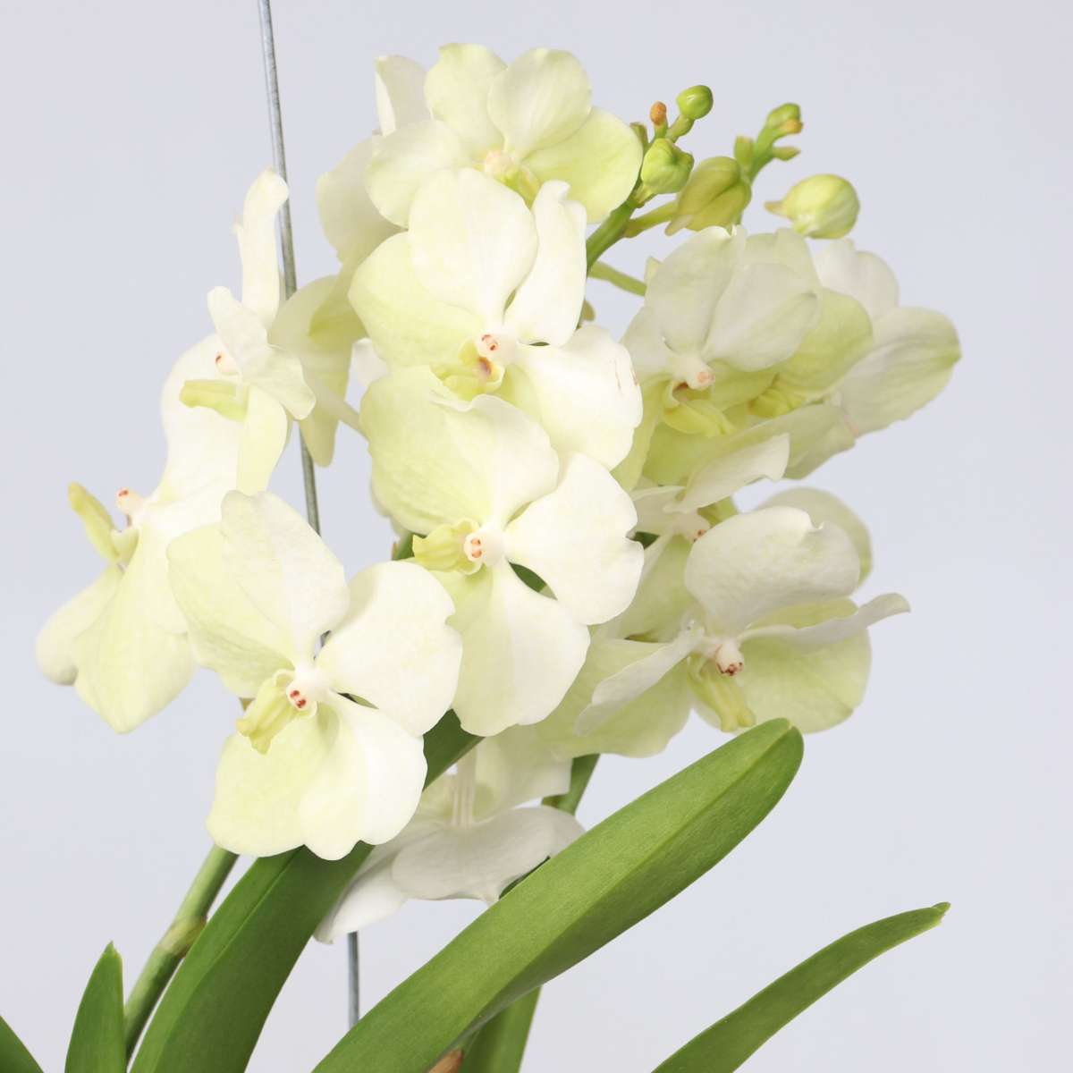Vanda Orkidé - Vanda 'Tayanee White' - Höjd 45-55Cm