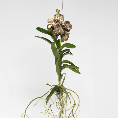 Vanda Orkidé - Vanda 'Ocelot Mocha' - Höjd 55-65Cm