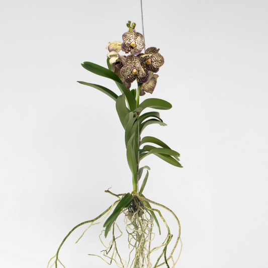 Vanda Orkidé - Vanda 'Ocelot Mocha' - Höjd 55-65Cm