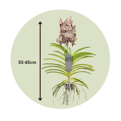 Vanda Orkidé - Vanda 'Ocelot Mocha' - Höjd 55-65Cm