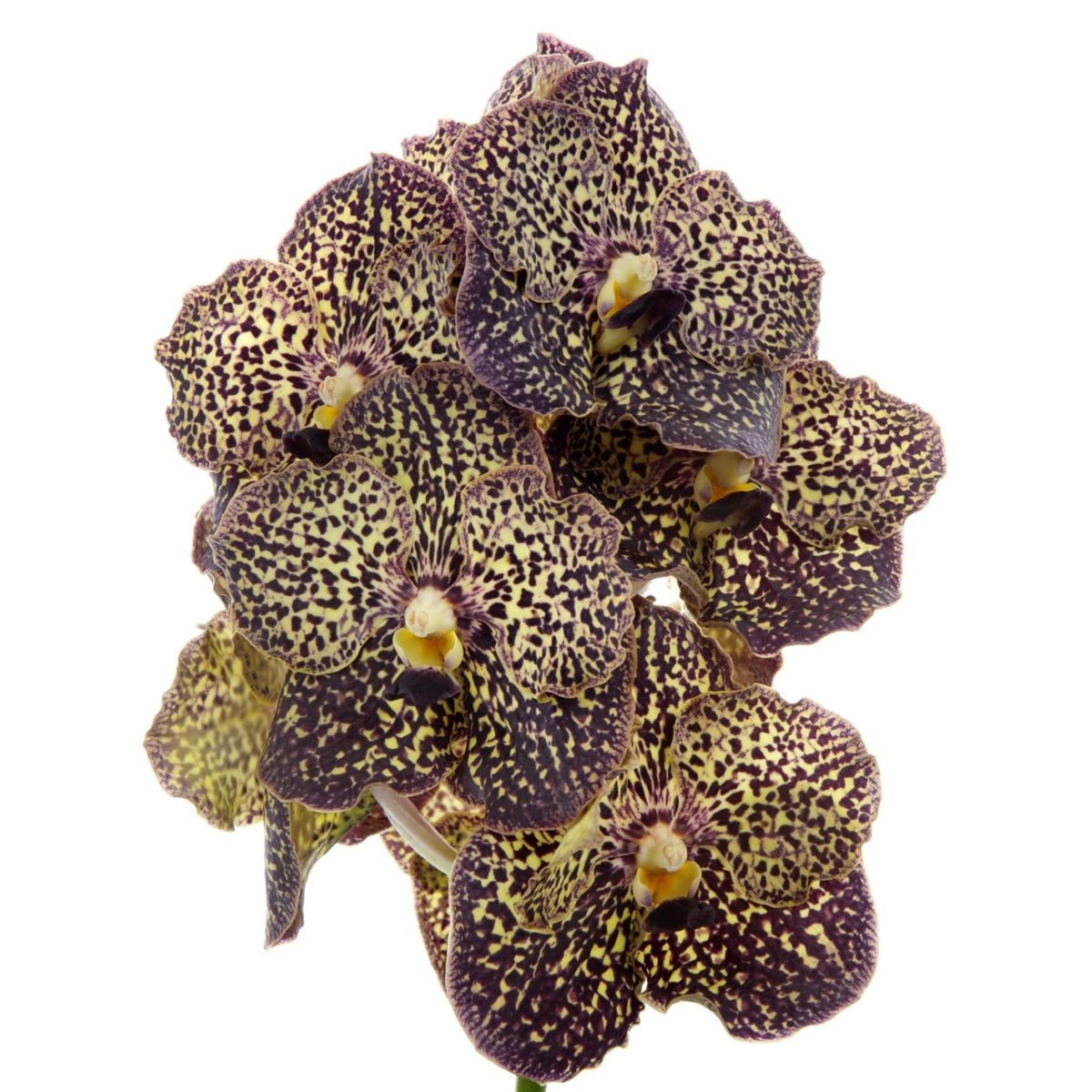 Vanda Orkidé - Vanda 'Ocelot Mocha' - Höjd 55-65Cm