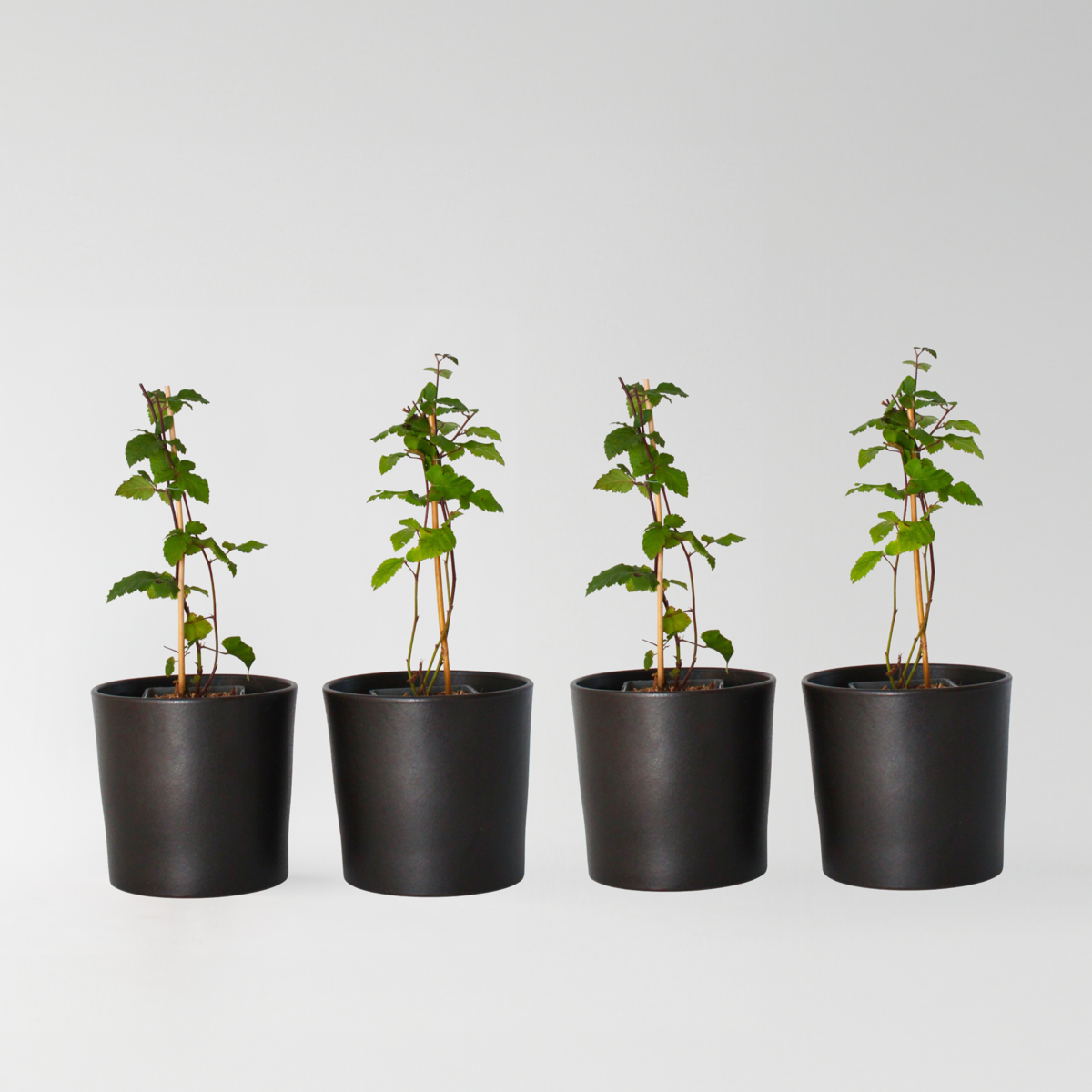 Florastore Björnbärsväxt - Set Om 2 - Rubus Fruticosus 'Thornfree' - Höjd 50-60Cm - ⌀15Cm
