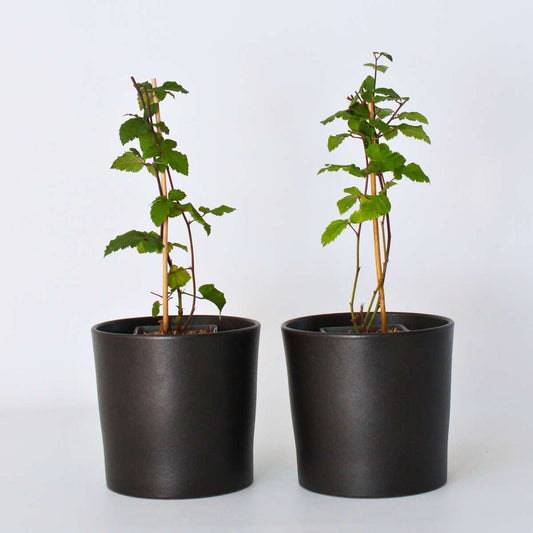 Florastore Björnbärsväxt - Set Om 2 - Rubus Fruticosus 'Thornfree' - Höjd 50-60Cm - ⌀15Cm