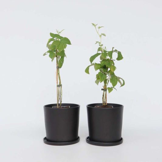 Florastore Hallonväxt - Set Om 2 - Rubus Idaeus 'Malling Promise' - Höjd 50-60Cm - ⌀15Cm