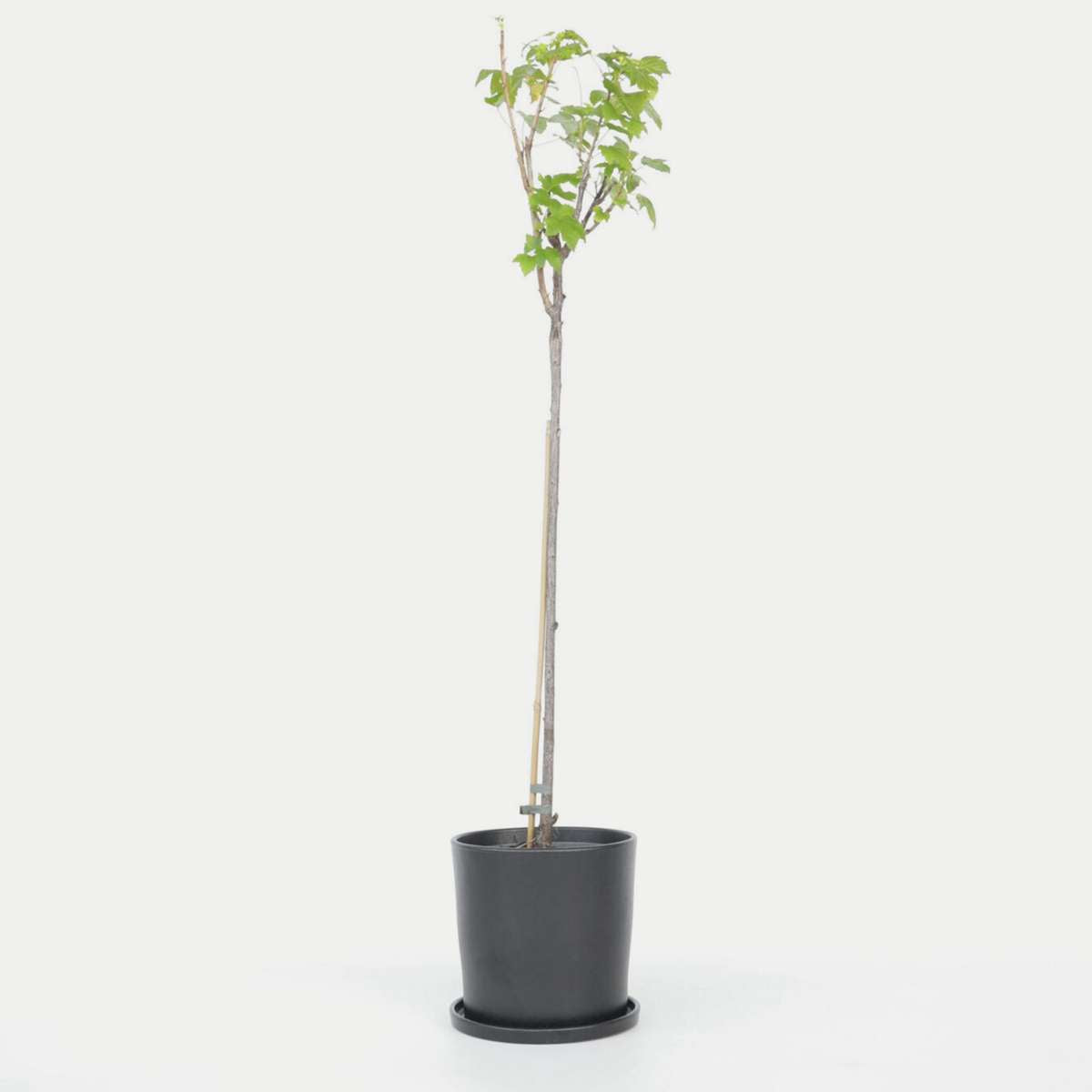 Florastore Svartvinbärsväxt - Set Om 2 - Ribes Nigrum 'Titania' - Höjd 90-100Cm - ⌀21Cm