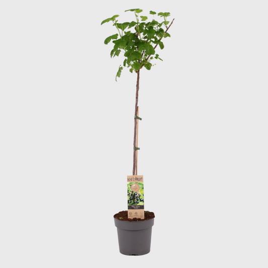 Florastore Svartvinbärsväxt - Ribes Nigrum 'Titania' - Höjd 90-100Cm - ⌀21Cm
