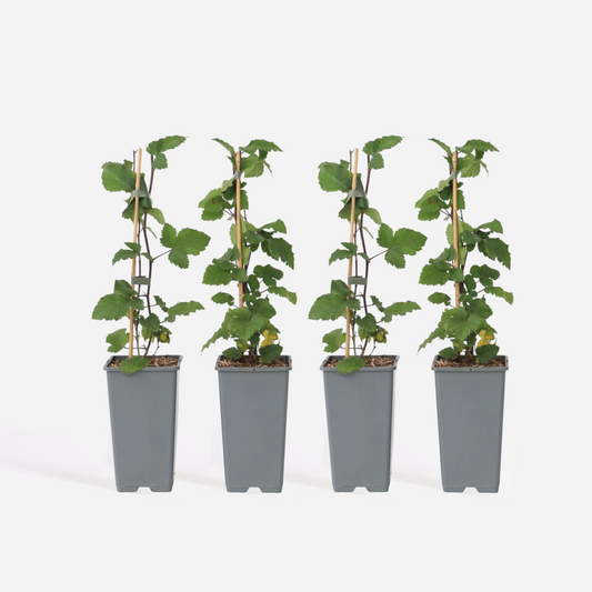 Florastore Vinbärsväxt - Set Om 4 - Ribes Rubrum 'Jonkheer Van Tets' - Höjd 50-60Cm - ⌀15Cm