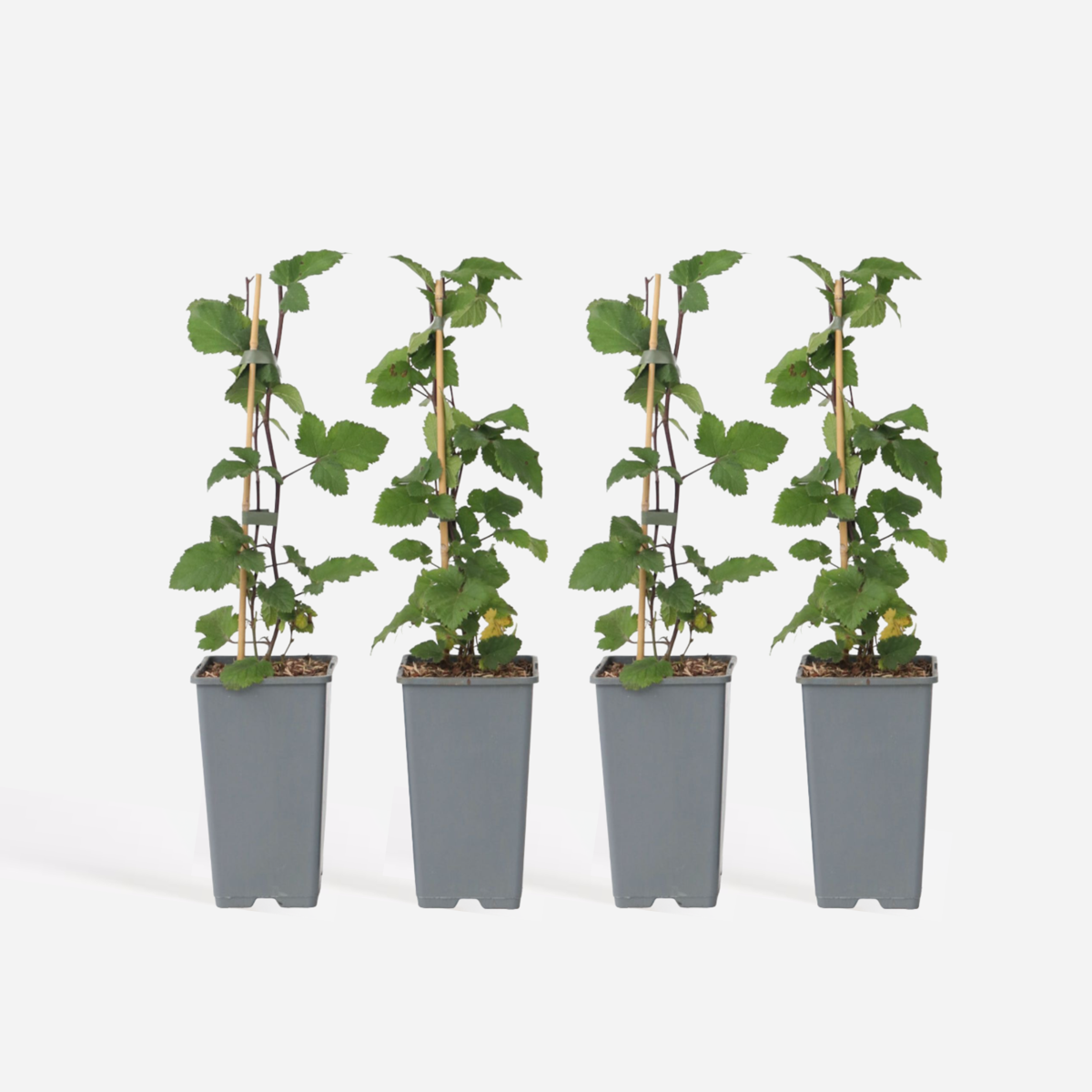 Out Of Category Garden Plants Vinbärsväxt - Set Om 4 - Ribes Rubrum 'Jonkheer Van Tets' - Höjd 50-60Cm - ⌀15Cm