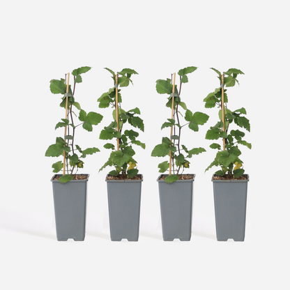 Out Of Category Garden Plants Vinbärsväxt - Set Om 4 - Ribes Rubrum 'Jonkheer Van Tets' - Höjd 50-60Cm - ⌀15Cm