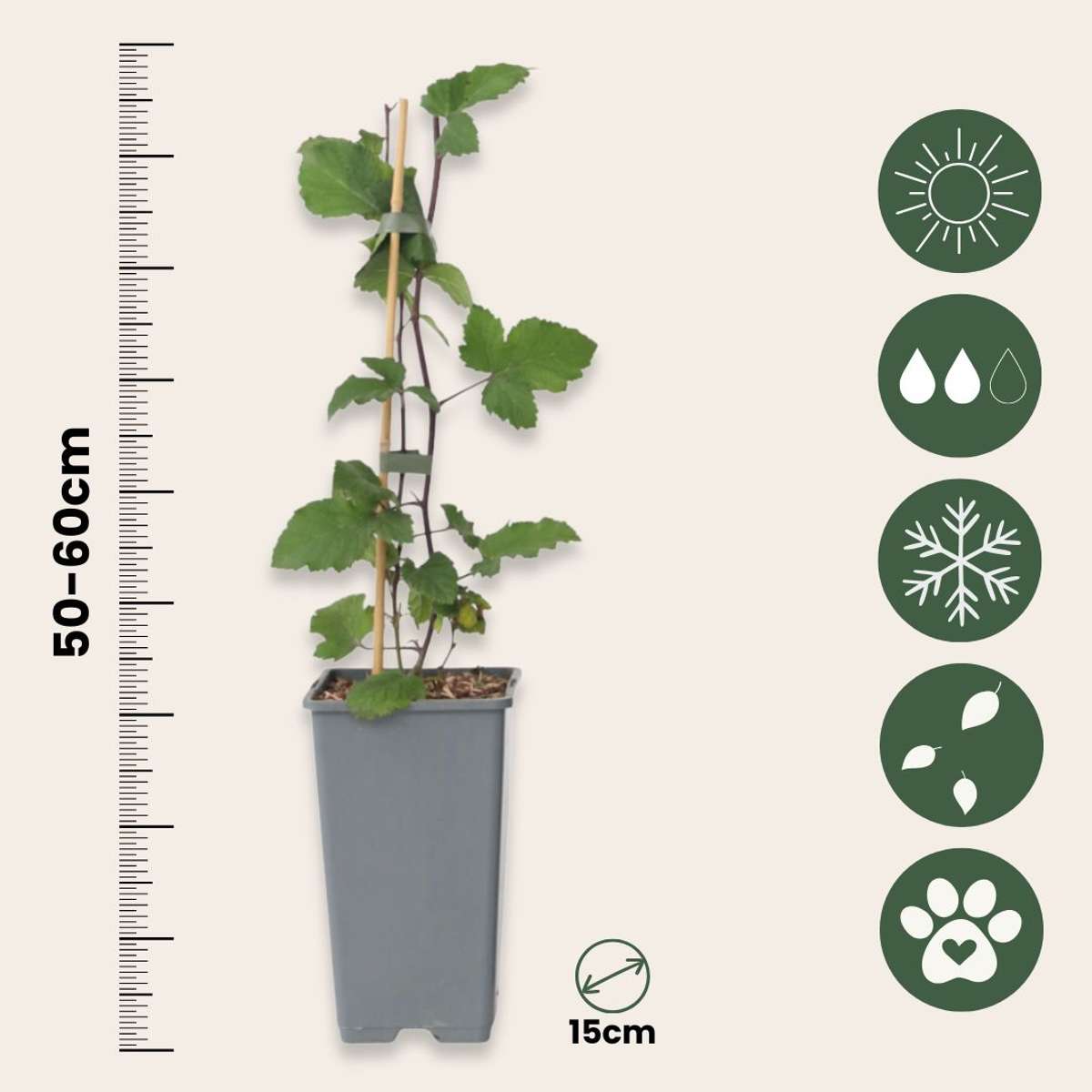 Out Of Category Garden Plants Vinbärsväxt - Set Om 4 - Ribes Rubrum 'Jonkheer Van Tets' - Höjd 50-60Cm - ⌀15Cm