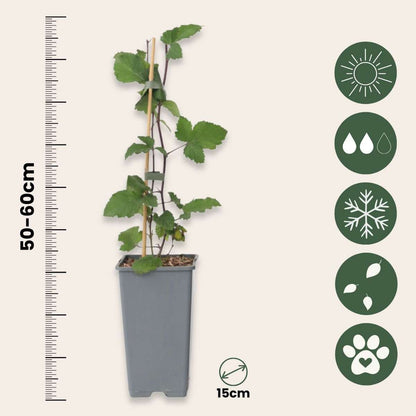 Out Of Category Garden Plants Vinbärsväxt - Set Om 4 - Ribes Rubrum 'Jonkheer Van Tets' - Höjd 50-60Cm - ⌀15Cm