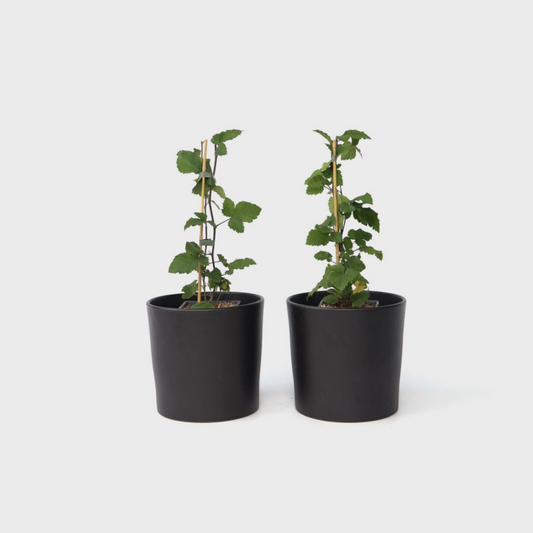 Florastore Vinbärsväxt - Set Om 2 - Ribes Rubrum 'Jonkheer Van Tets' - Höjd 50-60Cm - ⌀15Cm