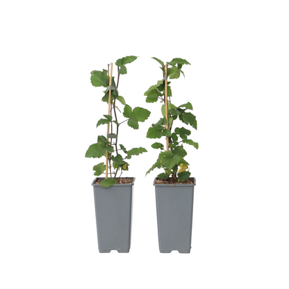 Fruit Trees Vinbärsväxt - Set Om 2 - Ribes Rubrum 'Jonkheer Van Tets' - Höjd 50-60Cm - ⌀15Cm