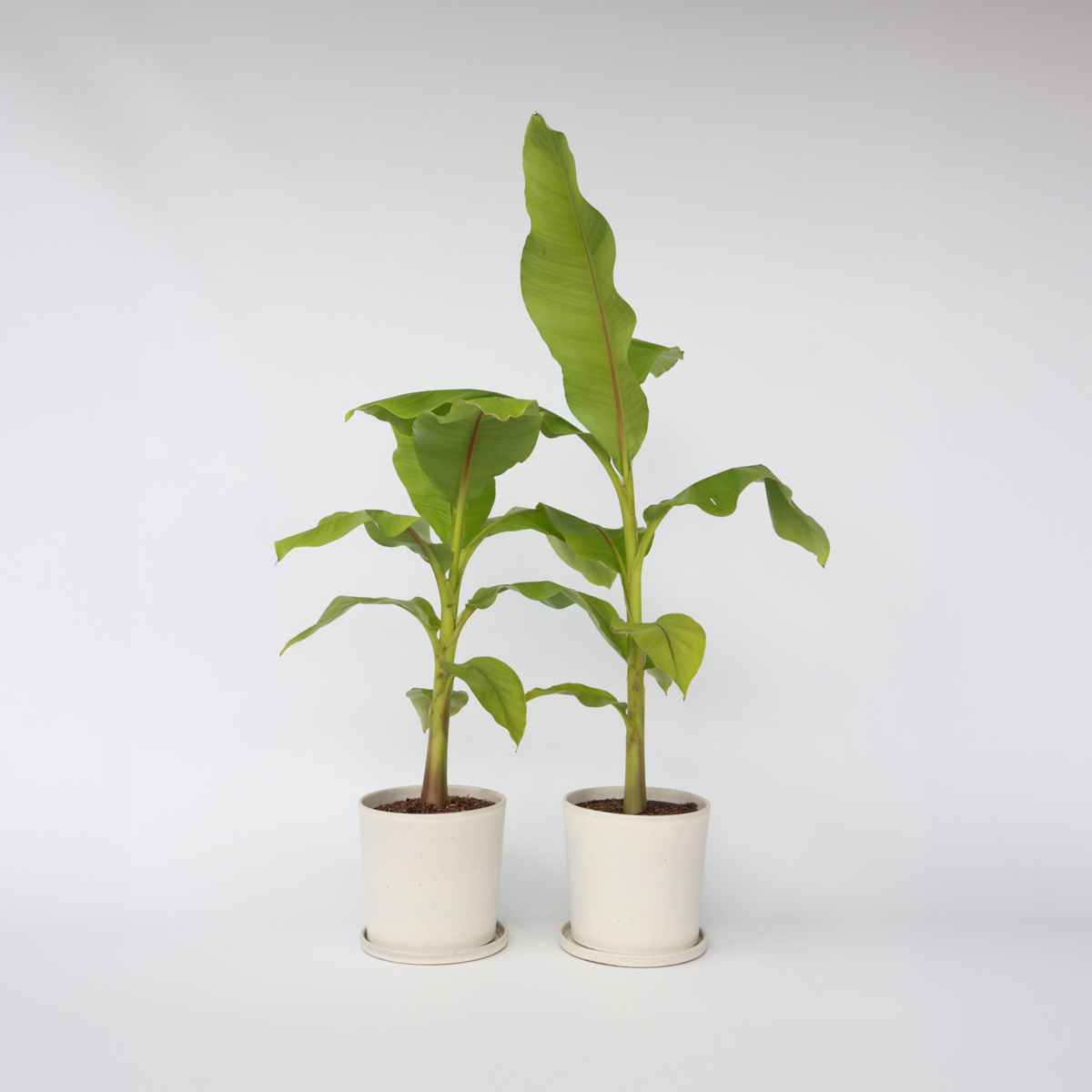 Florastore Bananväxt - Set Om 2 - Musa Basjoo - Höjd 55-70Cm - ⌀21Cm
