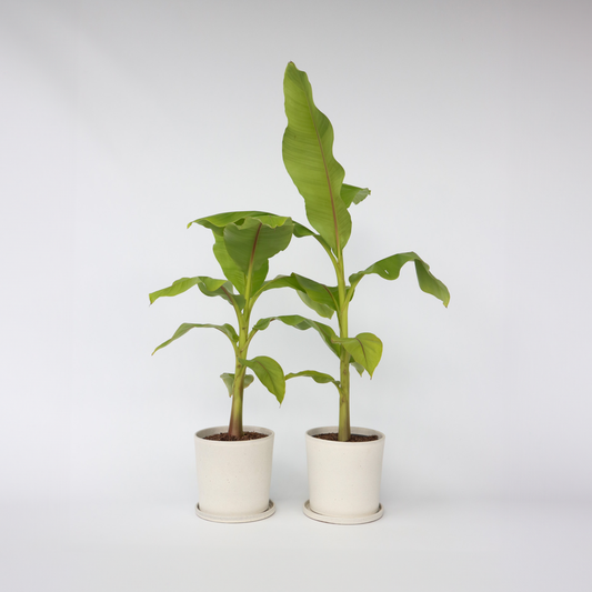 Fruit Trees Bananväxt - Set Om 2 - Musa Basjoo - Höjd 55-70Cm - ⌀21Cm
