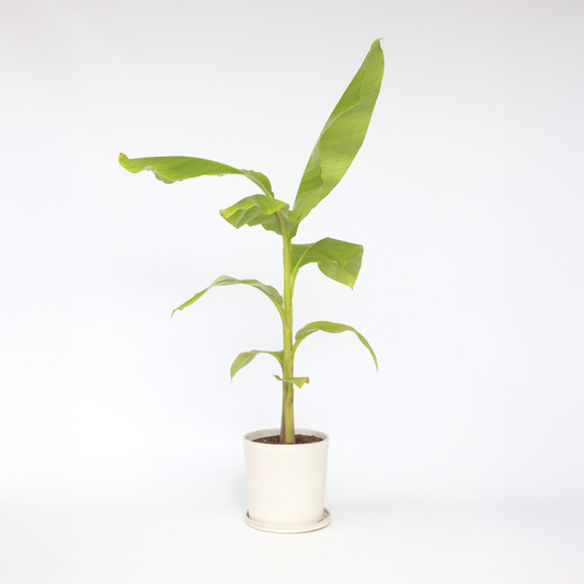 Florastore Bananväxt - Musa Basjoo - Höjd 55-70Cm - ⌀21Cm