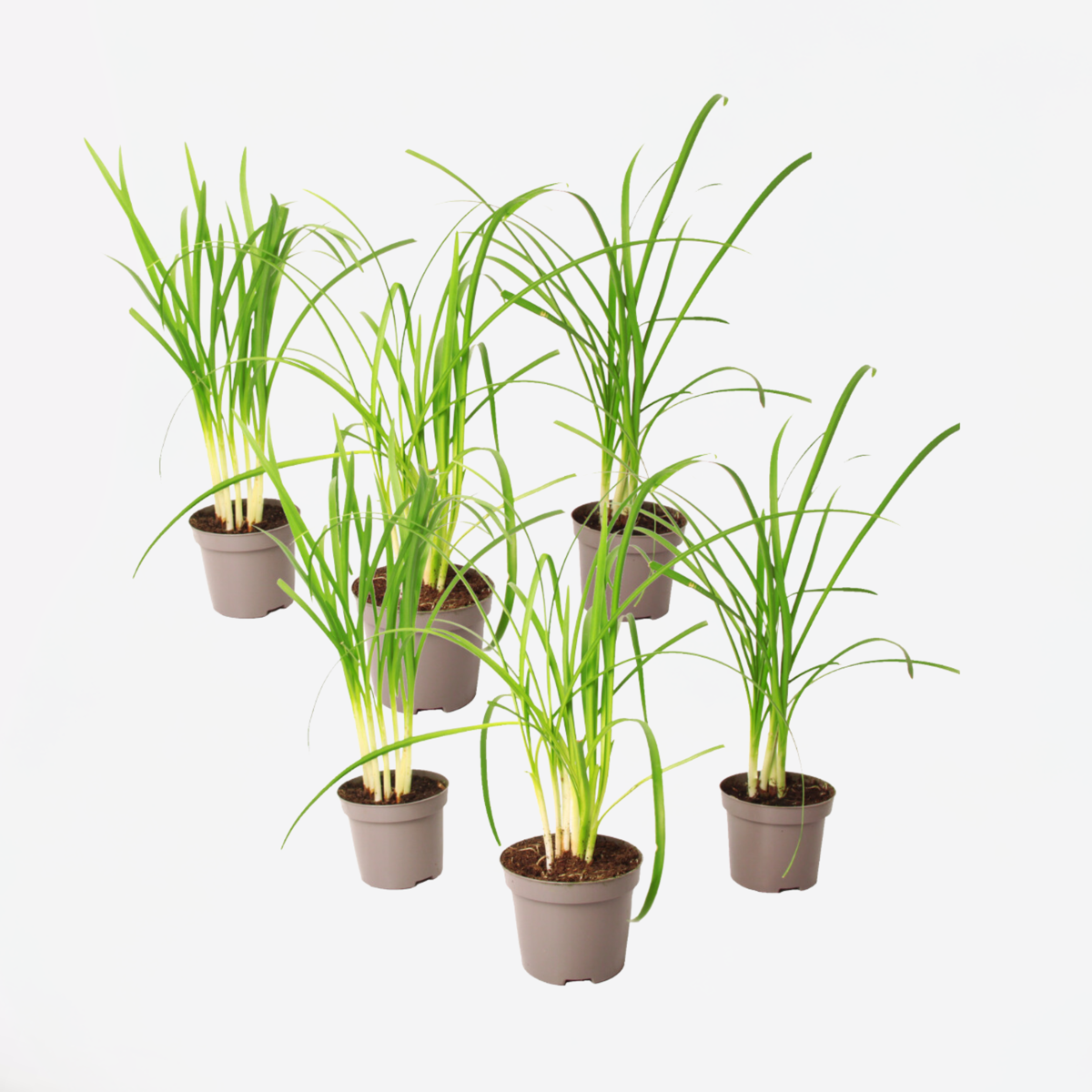 Florastore Vild Vitlök - Set Om 6 - Tulbaghia Violacea - Höjd 15-25Cm - ⌀9Cm