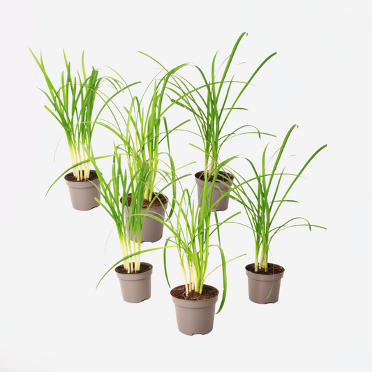 Florastore Vild Vitlök - Set Om 6 - Tulbaghia Violacea - Höjd 15-25Cm - ⌀9Cm