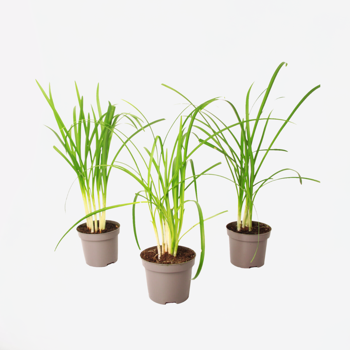 Ornamental Grasses Vild Vitlök - Set Om 3 - Tulbaghia Violacea - Höjd 15-25Cm - ⌀9Cm