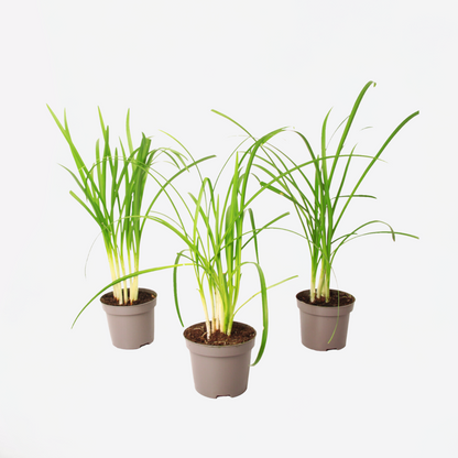 Ornamental Grasses Vild Vitlök - Set Om 3 - Tulbaghia Violacea - Höjd 15-25Cm - ⌀9Cm