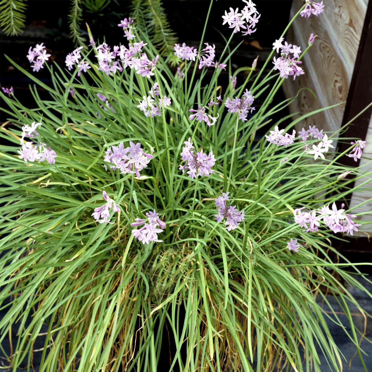 Ornamental Grasses Vild Vitlök - Set Om 3 - Tulbaghia Violacea - Höjd 15-25Cm - ⌀9Cm