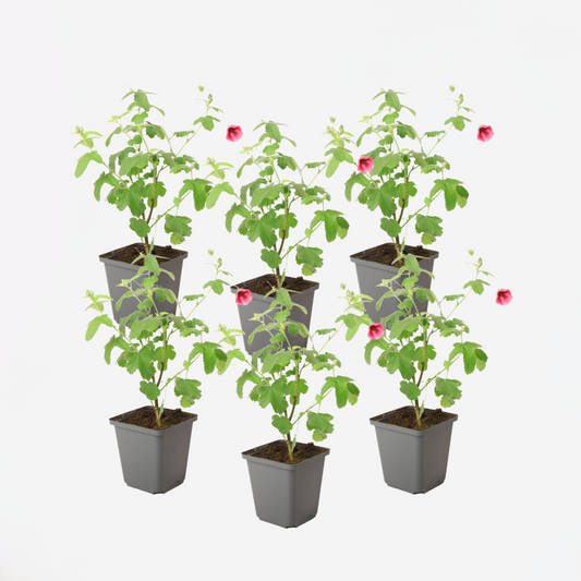 Florastore Afrikansk Malva - Set Om 6 - Anisodontea Capensis - Höjd 25-40Cm - ⌀9Cm