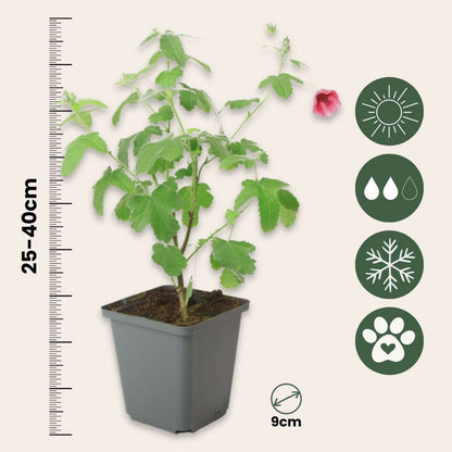 Out Of Category Garden Plants Afrikansk Malva - Set Om 6 - Anisodontea Capensis - Höjd 25-40Cm - ⌀9Cm